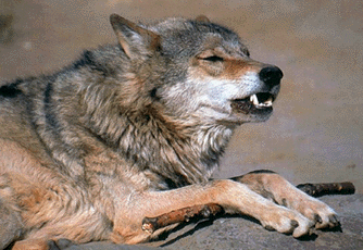 Этот волк чем-то недоволен и поэтому рычит. Подняв губы, он показывает клыки - его поймет каждый