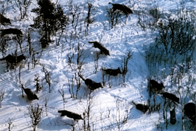 Уникальные кадры охоты стаи волков на лося. Слаженные действия всех участников охоты - залог успеха. Когда снег покрыт настом, волки получают большое преимущество: тяжелые лоси проламывают наст, вязнут в снегу, волки же бегут по насту, не проваливаясь