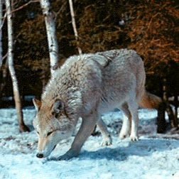 Запах следов или меток многое рассказывает волкам об оставивших их зверях