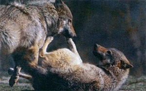 Позами и жестами волки не только выражают самые разные эмоции, но и показывают свое положение в стае