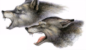 Характерная волчья мимика: матерый (вверху) угрожает и рычит, а подчиненный (внизу) боится и огрызается