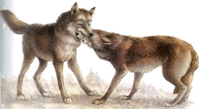 Доминирующий волк прихватывает подчиненного за морду. Подчиненный поджимает хвост и приседает на лапах